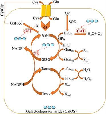 Pectin Oligosaccharides Ameliorate Colon Cancer by Regulating Oxidative Stress- and Inflammation-Activated Signaling Pathways